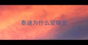 泰迪为什么爱睡觉
