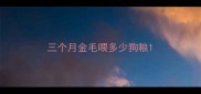 三个月金毛喂多少狗粮