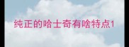 纯正的哈士奇有啥特点