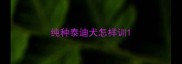 纯种泰迪犬怎样训
