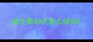 哈士奇幼犬怎么培训