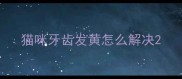 猫咪牙齿发黄怎么解决