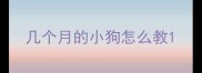 几个月的小狗怎么教