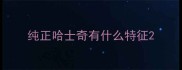 纯正哈士奇有什么特征