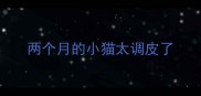 两个月的小猫太调皮了