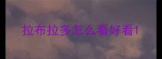 拉布拉多怎么看好看
