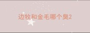 边牧和金毛哪个臭