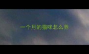 一个月的猫咪怎么养