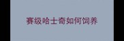 赛级哈士奇如何饲养