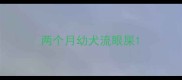 两个月幼犬流眼屎