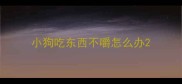 小狗吃东西不嚼怎么办