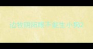 边牧阴阳眼不能生小狗