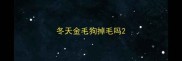 冬天金毛狗掉毛吗