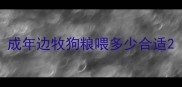 成年边牧狗粮喂多少合适