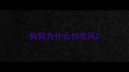 狗狗为什么怕吹风
