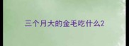 三个月大的金毛吃什么