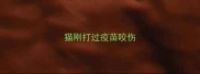 猫刚打过疫苗咬伤