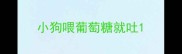 小狗喂葡萄糖就吐
