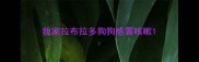 我家拉布拉多狗狗感冒咳嗽