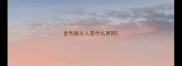 金毛舔主人是什么原因