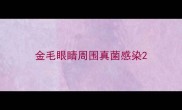 金毛眼睛周围真菌感染