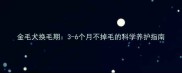 金毛犬换毛期3-6个月不掉毛的科学养护指南