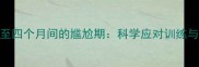 边牧两月龄至四个月间的尴尬期科学应对训练与养护全攻略