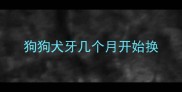 狗狗犬牙几个月开始换