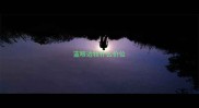 蓝眼边牧什么价位