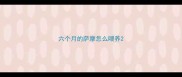 六个月的萨摩怎么喂养
