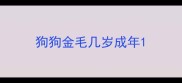 狗狗金毛几岁成年