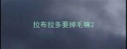 拉布拉多要掉毛嘛