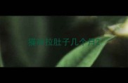 猫咪拉肚子几个月