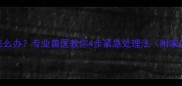 哈士奇受凉了怎么办专业兽医教你4步紧急处理法附家庭护理全攻略
