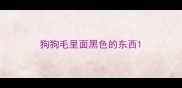 狗狗毛里面黑色的东西