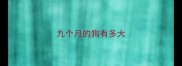 九个月的狗有多大