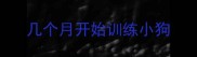 几个月开始训练小狗