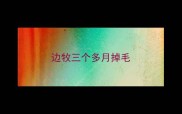 边牧三个多月掉毛