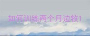 如何训练两个月边牧