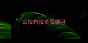 公拉布拉多发情吗