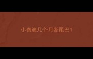 小泰迪几个月断尾巴
