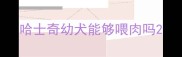 哈士奇幼犬能够喂肉吗