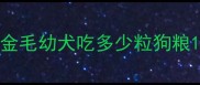 金毛幼犬吃多少粒狗粮