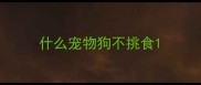什么宠物狗不挑食