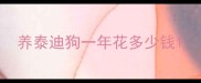 养泰迪狗一年花多少钱