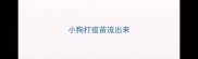 小狗打疫苗流出来