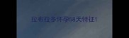拉布拉多怀孕58天特征