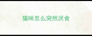 猫咪怎么突然厌食