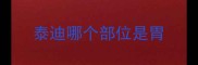 泰迪哪个部位是胃