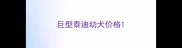 巨型泰迪幼犬价格